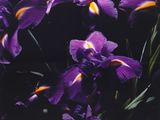purple flowers that are in a vase on the table