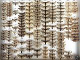 a lot of moths on display in a glass case