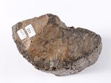 a piece of rock with a tag on it