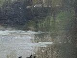a picture of a painting of a river with birds in it