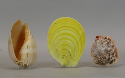three different types of seashells on a white surface
