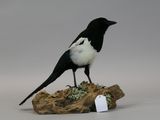a black and white bird sitting on a piece of wood