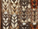 many different types of butterflies displayed in a wooden frame