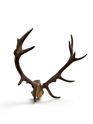 a close up of a deer skull with antlers on a white background