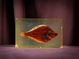 a glass box with a fish in it on a table
