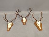 three deer heads mounted on a wall with antlers on them