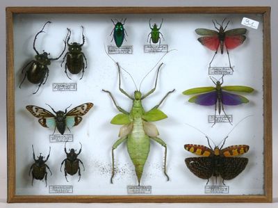 de nombreux types d'insectes exposés dans une vitrine-cadre