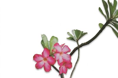 une fleur rose posée sur une branche