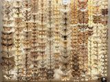 a picture of a wall with a lot of different types of shells on it