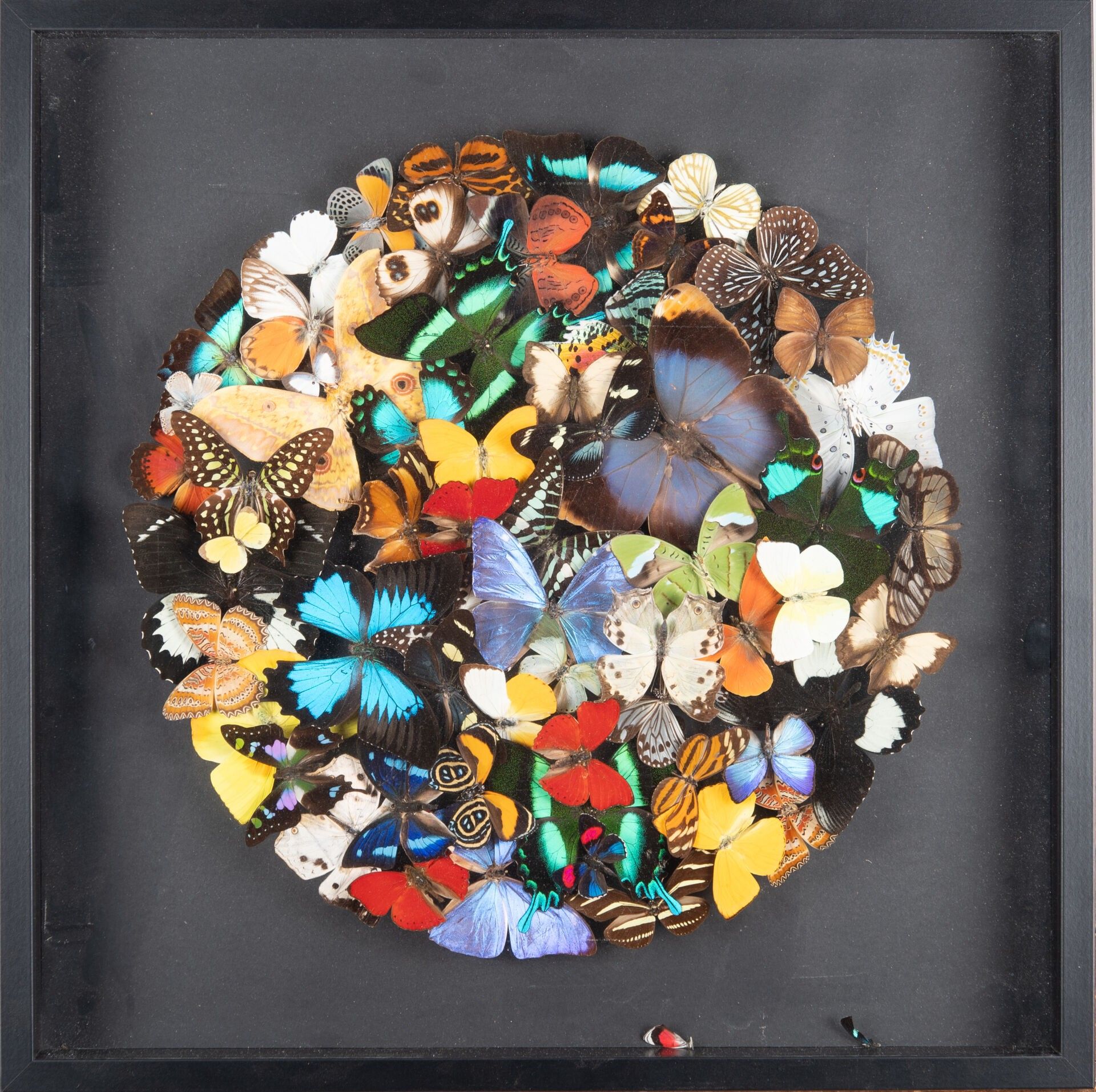 Objets d'art & Curiosités