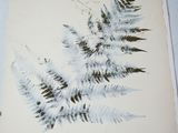 a picture of a fern leaf on a piece of paper
