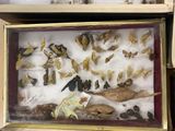 a display of birds and moths in a shadow box
