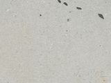 a lot of birds that are walking on the sidewalk