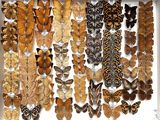 many different types of butterflies displayed in a white box