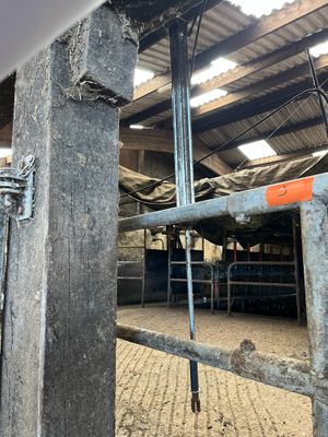 un cheval qui se trouve à l'intérieur d'une grange