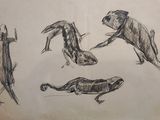 sketches of various animals in various poses on a piece of paper