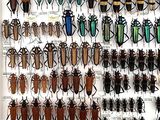 a lot of bugs that are on display on the wall