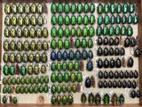 many different colored beetles are displayed in a display case