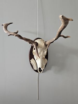 a deer ' s head mounted on the wall of a room