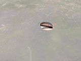 a bird that is standing in the water with a tennis racket