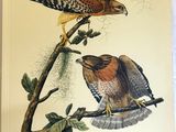 two birds perched on a branch of a tree