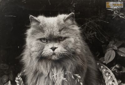 une vieille photo en noir et blanc d'un chat assis dans l'herbe