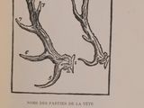 an old book with a drawing of a deer ' s antlers on it