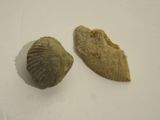 deux coquilles posées l'une à côté de l'autre sur la table