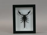 a framed insect in a black frame on a white background