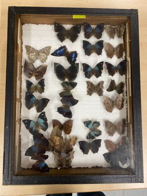 a lot of butterflies in a shadow box on a table