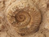 an image of a close up of a fossil in the sand