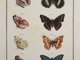 an antique print of a variety of butterflies on a white background