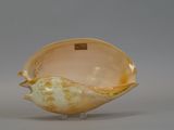 a shell shaped bowl sitting on a stand on a gray surface