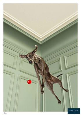 un chien qui saute en l'air avec une balle