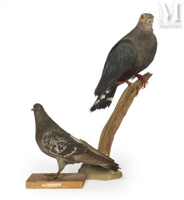 two birds sitting on a branch with a white background
