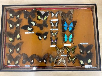 a lot of butterflies that are on display in a glass case