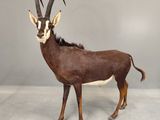 une antilope debout dans une pièce sur fond gris