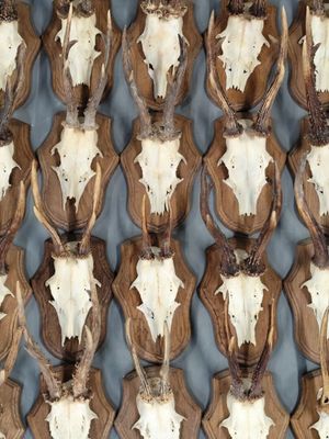 de nombreux crânes de cerfs accrochés au mur