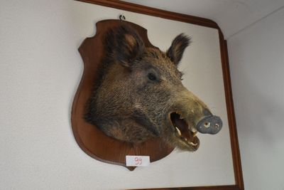 a boar head mounted on the wall of a room