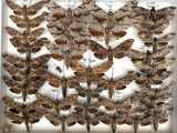 a lot of moths on display in a white frame