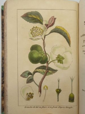 un livre ouvert sur lequel figure l'image d'une plante