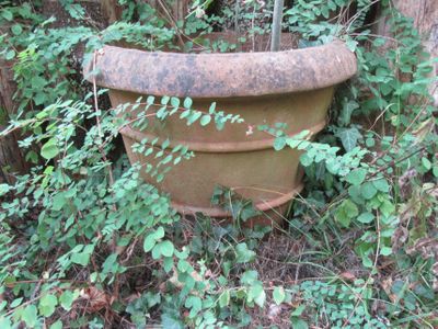 un grand pot de fleurs posé au milieu de la forêt