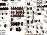 a lot of bugs that are on display on the wall