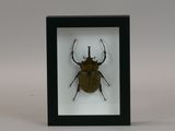 the insect is in a black frame with a white background