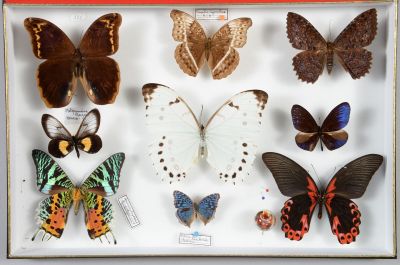 de nombreux types de papillons dans une vitrine