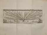un vieux livre sur lequel figure le dessin d'un arbre
