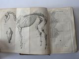 an open book with a drawing of a horse on it