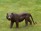 a statue of a lion that is standing in the grass