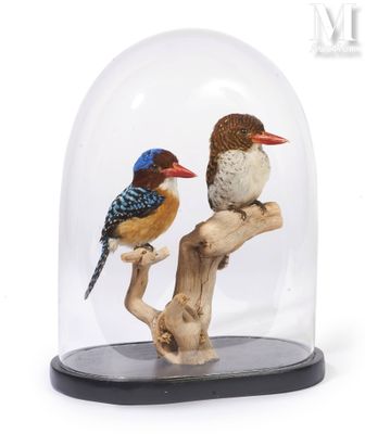 two birds that are sitting on a branch under a glass dome