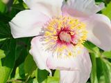a white flower with a yellow center on a bush